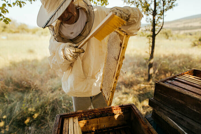 Imker bei seinem Bienenvolk zur Honigentnahme