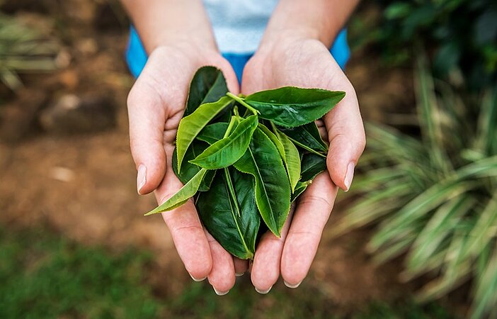 Grüne Tee Blätter in offener Hand als Stoffwechsel Booster